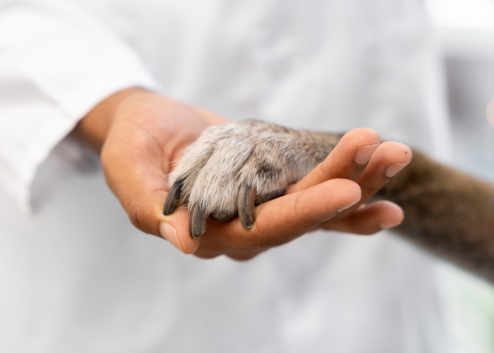 Naturopathie pour animaux Naturopathie pour animaux