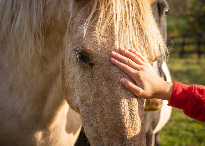 Naturopathie pour animaux Naturopathie pour animaux