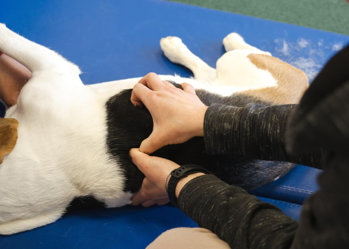 Massage équin et canin Massage équin et canin